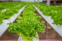 The World’s First Fully Robotic Farm Opens In 2017