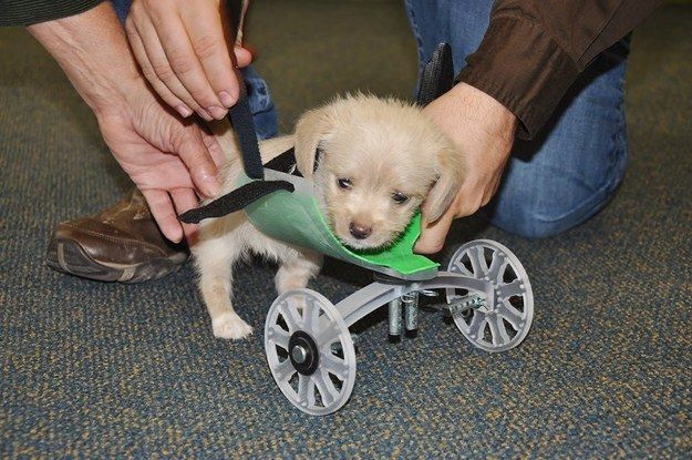 Scientists Made A 3D-Printed Wheelchair For A Puppy With Only Two Legs